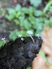 Strobilurus trullisatus