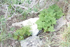 Cheilanthes leucopoda