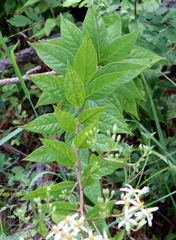 Doellingeria sericocarpoides