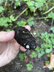 Strobilurus trullisatus