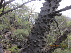 Ceiba aesculifolia