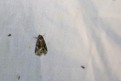 Homophoberia apicosa