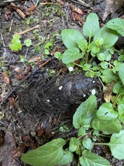 Strobilurus trullisatus