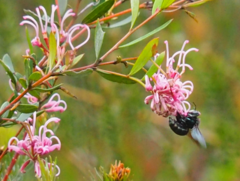 Xylocopa bombylans