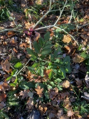 Angelica atropurpurea
