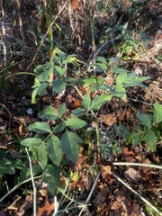 Angelica atropurpurea