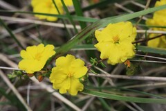 Hibbertia