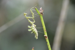 Pseudopogonogaster mirabilis