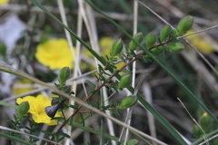 Hibbertia