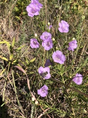 Agalinis aspera