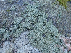 Physcia thomsoniana