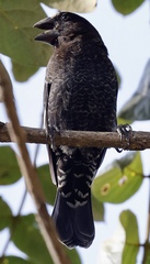 Amblyospiza albifrons