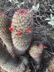 Mammillaria grahamii