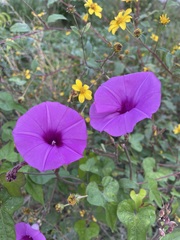 Ipomoea splendor-sylvae