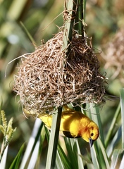 Ploceus castaneiceps