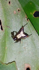 Micrathena plana