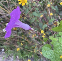 Ipomoea splendor-sylvae