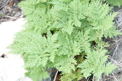 Cheilanthes leucopoda