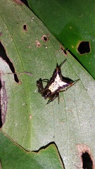 Micrathena plana