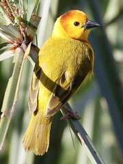 Ploceus castaneiceps