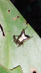 Micrathena plana