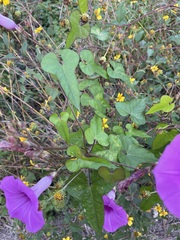 Ipomoea splendor-sylvae