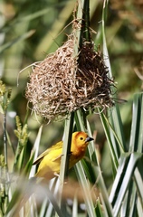 Ploceus castaneiceps