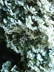 Physcia thomsoniana