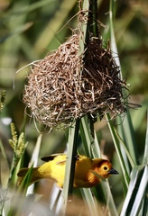 Ploceus castaneiceps