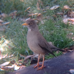 Turdus falcklandii