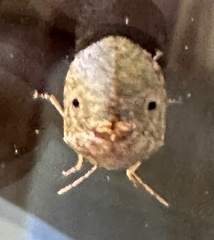 Diolcus chrysorrhoeus