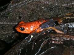 Oophaga pumilio