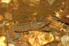 Samastacus spinifrons