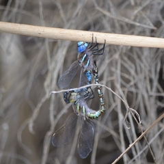 Rhionaeschna multicolor