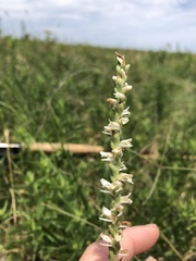 Spiranthes vernalis