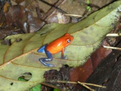 Oophaga pumilio