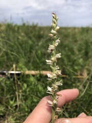 Spiranthes vernalis