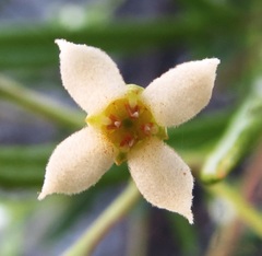 Zieria laxiflora