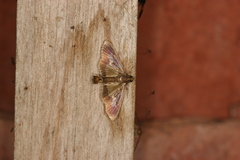 Diaphania nitidalis