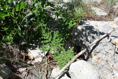 Cheilanthes leucopoda