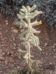 Cylindropuntia whipplei