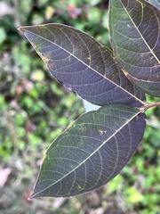 Lonicera fragrantissima