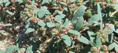 Euphorbia abramsiana