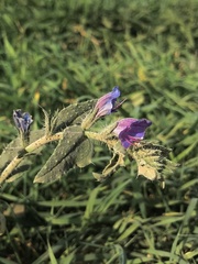 Echium vulgare pustulatum