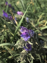 Echium vulgare pustulatum