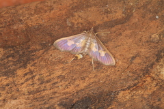 Diaphania nitidalis