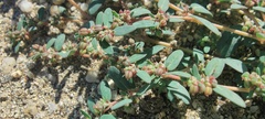 Euphorbia abramsiana