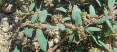 Euphorbia abramsiana