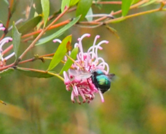 Xylocopa bombylans
