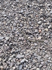 Pituophis catenifer affinis